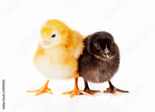 Black and yellow baby chickens