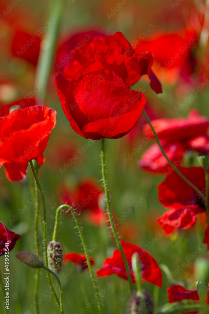 Obraz premium red poppies in green field