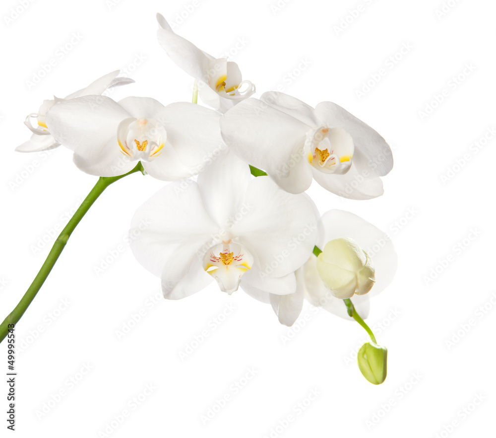 white orchid isolated on white