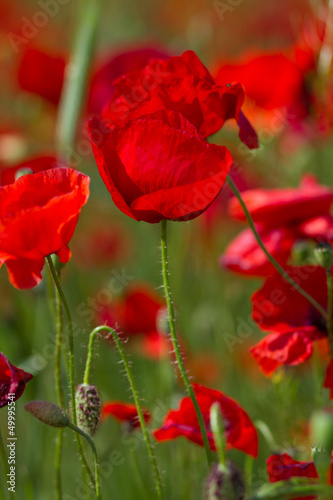 red poppies in green field