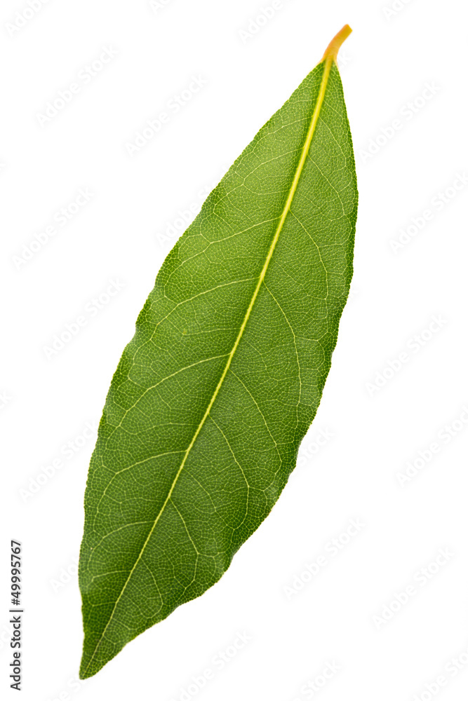 Obraz premium Einzelnes frisches Lorbeerblatt auf weißem Hintergrund
