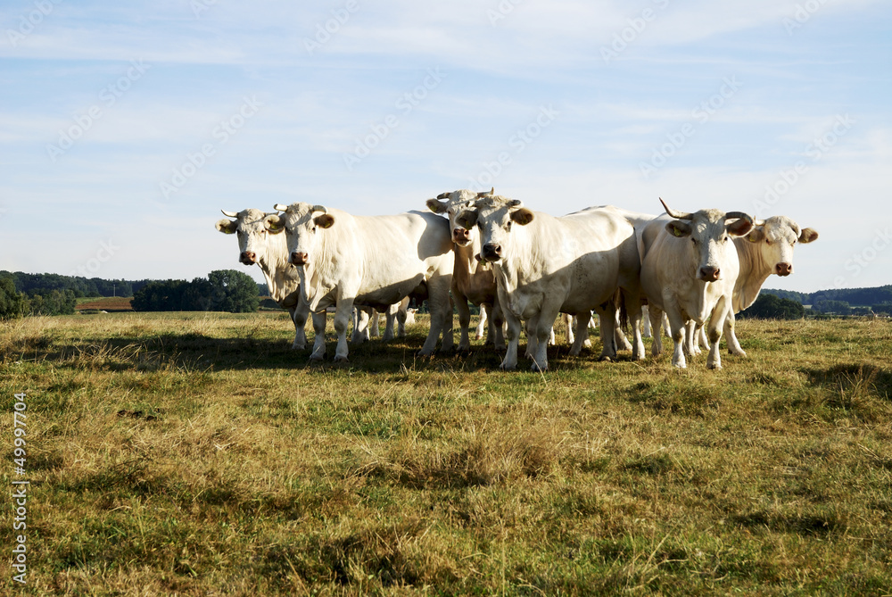 Cattle Herd Cattle Herd