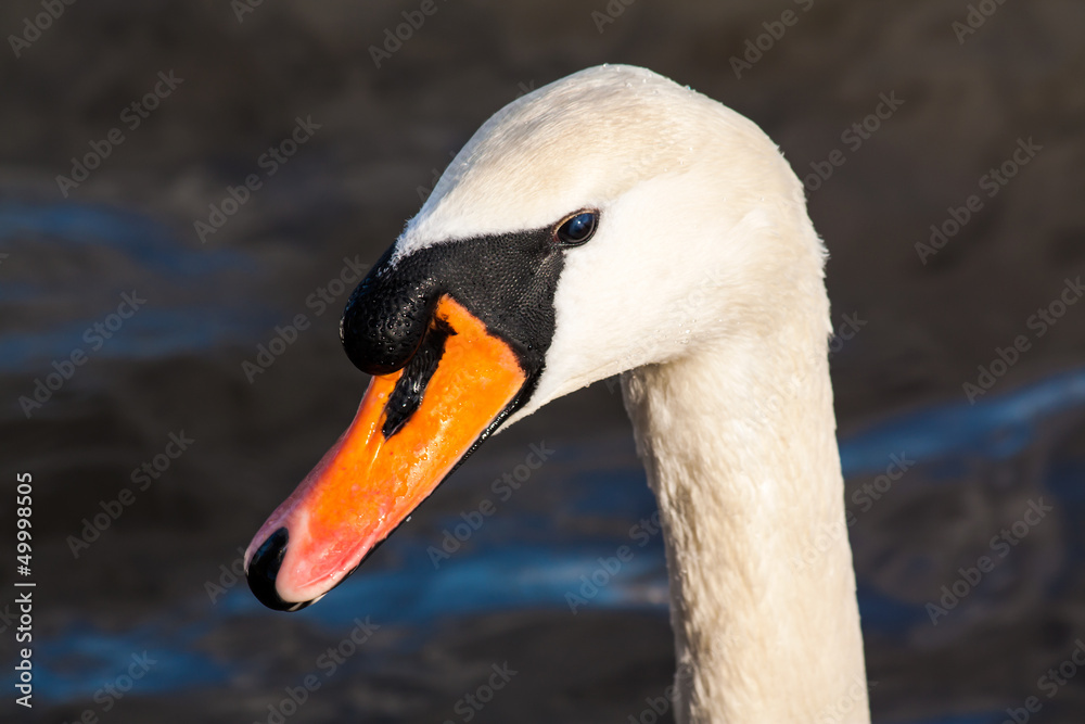 Swan´s head Swan´s head