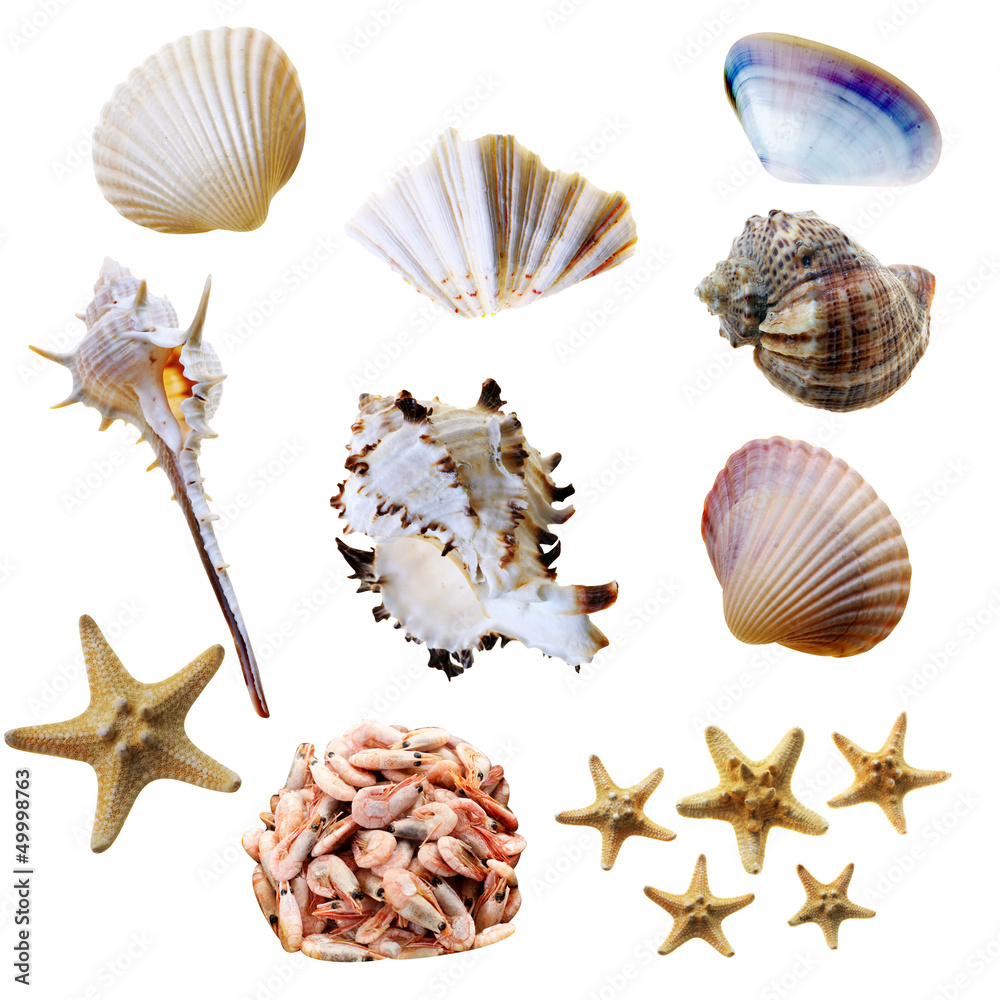 Obraz premium seashells