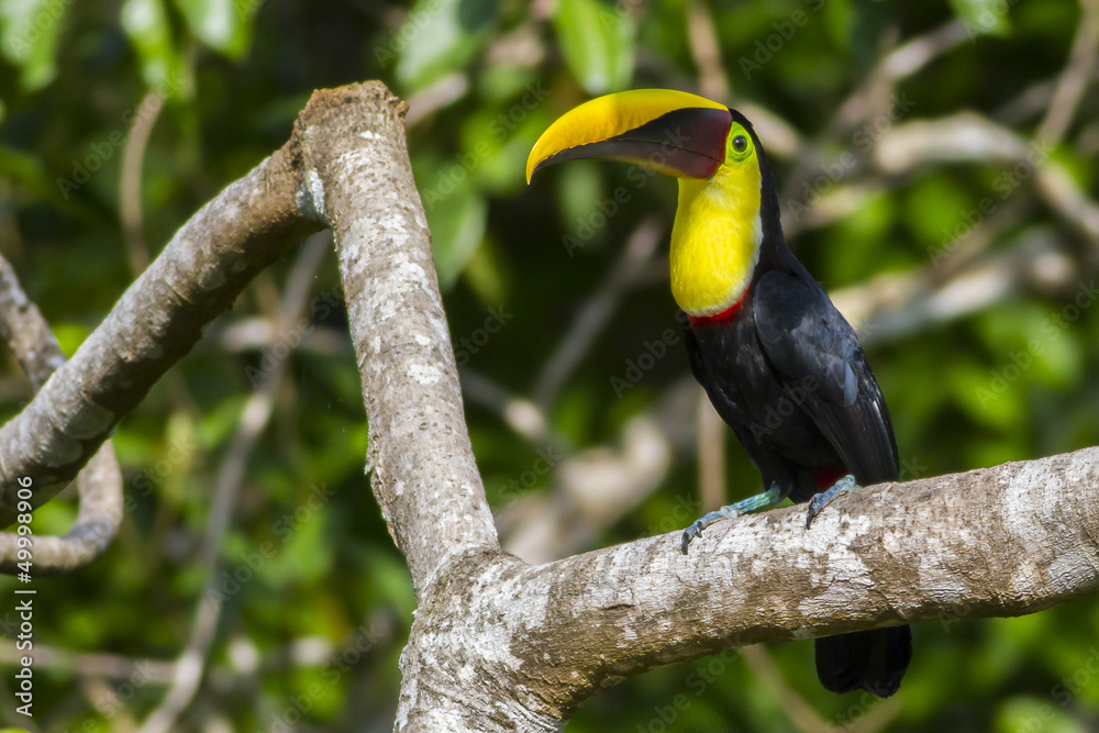 Chestnut-mandibled Toucan, or Swainson’s Toucan (Ramphastos am Chestnut-mandibled Toucan, or Swainson’s Toucan (Ramphastos am