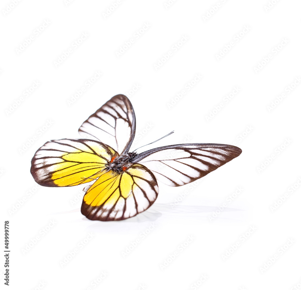 Obraz premium Echter Schmetterling – Zitronenfalter