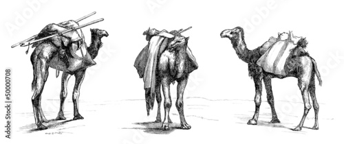 3 Camels - Attitudes