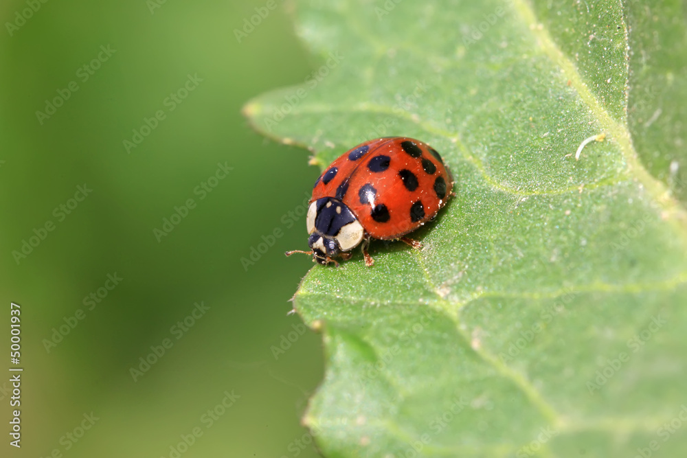 a kind of lady beetles on green leaf in the wild a kind of lady beetles on green leaf in the wild