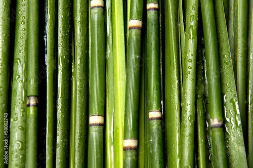 Fototapeta Naklejka Na Ścianę i Meble -  green bamboo  background