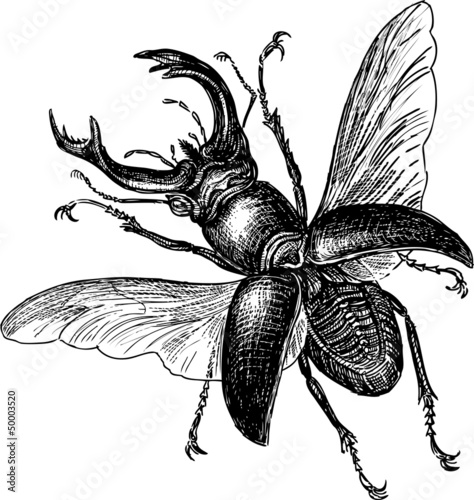 Stag-beetle