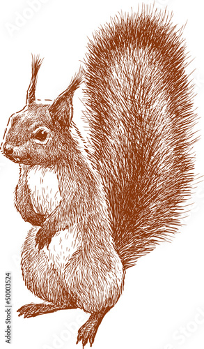 standing squirrel