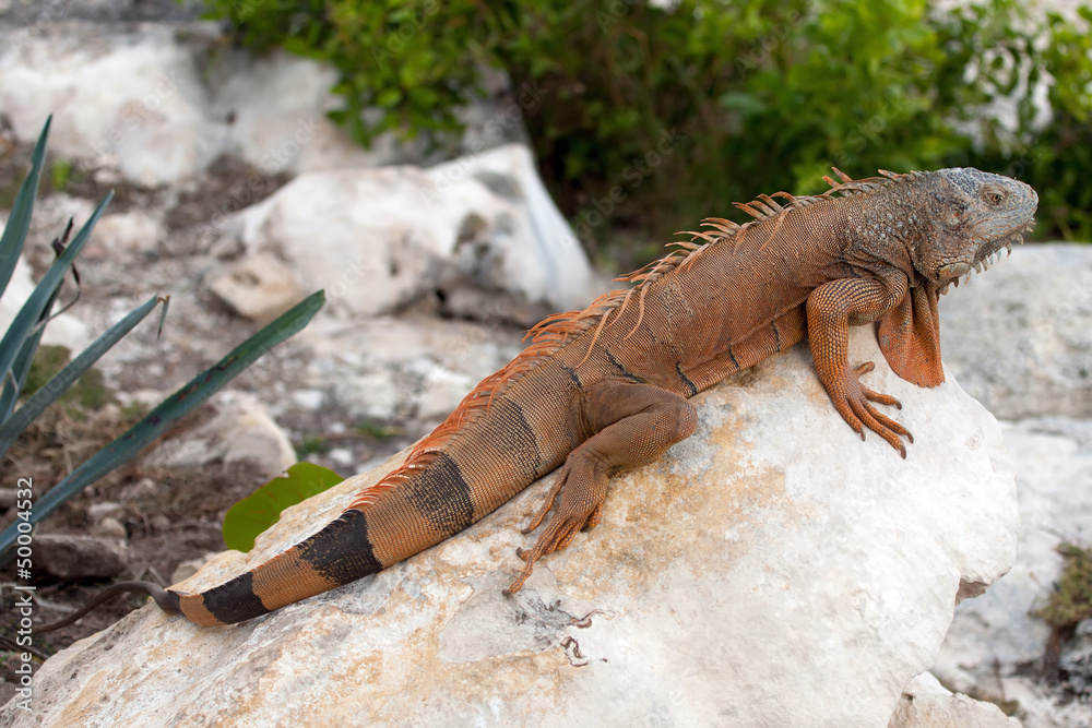 Fototapeta premium Iguana in Cancun, Mexico