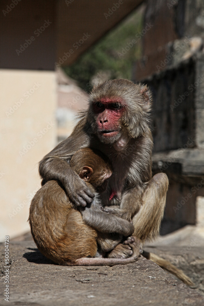 Naklejka premium india monkey