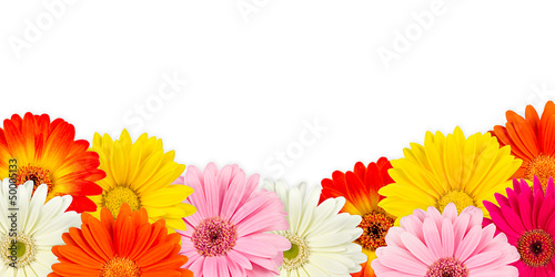 colorful gerbera blossoms