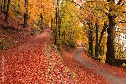 autumn colors