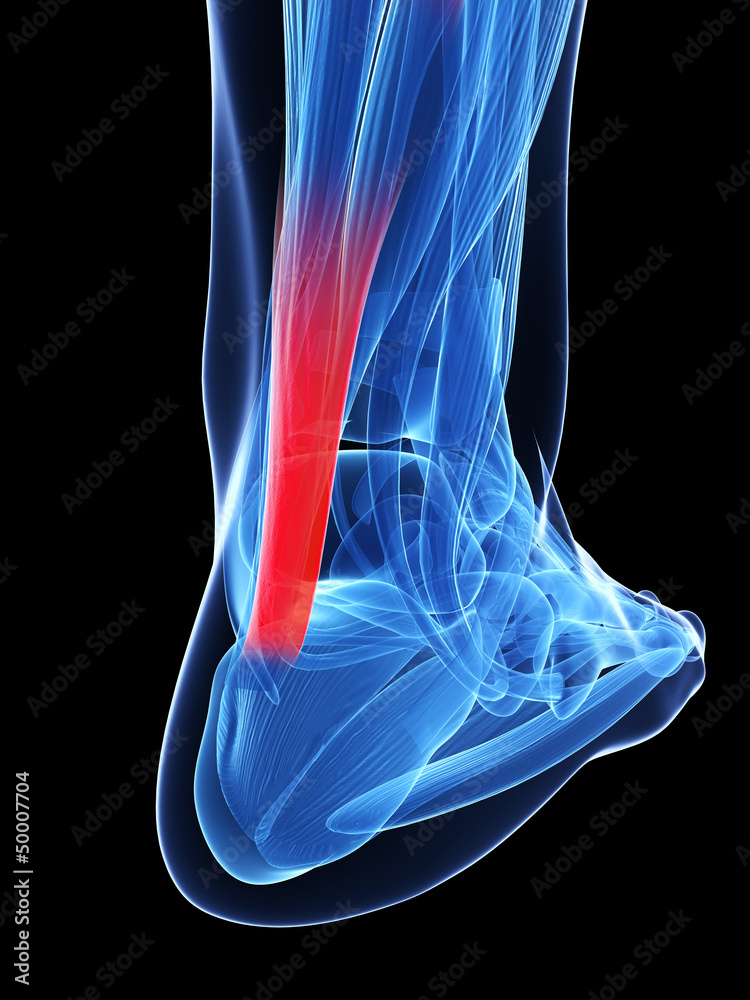 Behang 3d rendered illustration of the achilles tendon