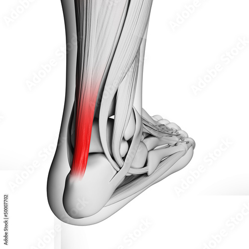 3d rendered illustration of the achilles tendon photo