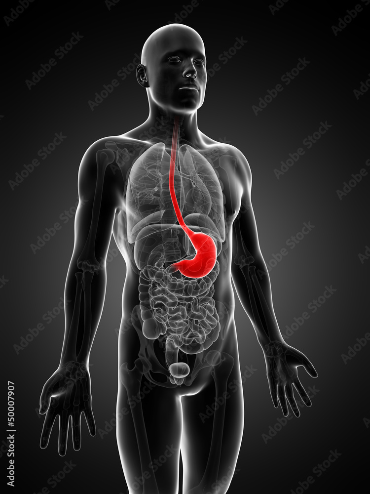 3d rendered illustration of the stomach 3d rendered illustration of the stomach