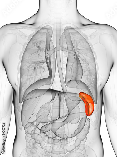 3d rendered illustration of the spleen photo