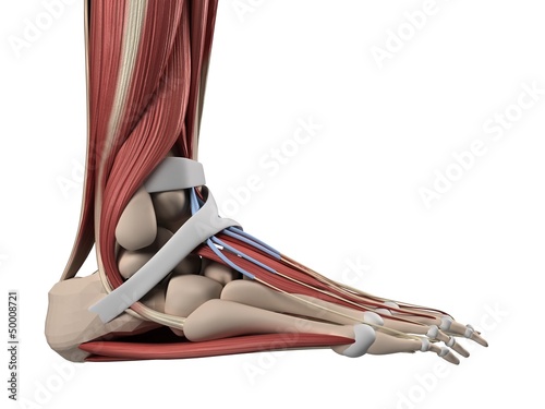 3d rendered illustration of the human foot photo