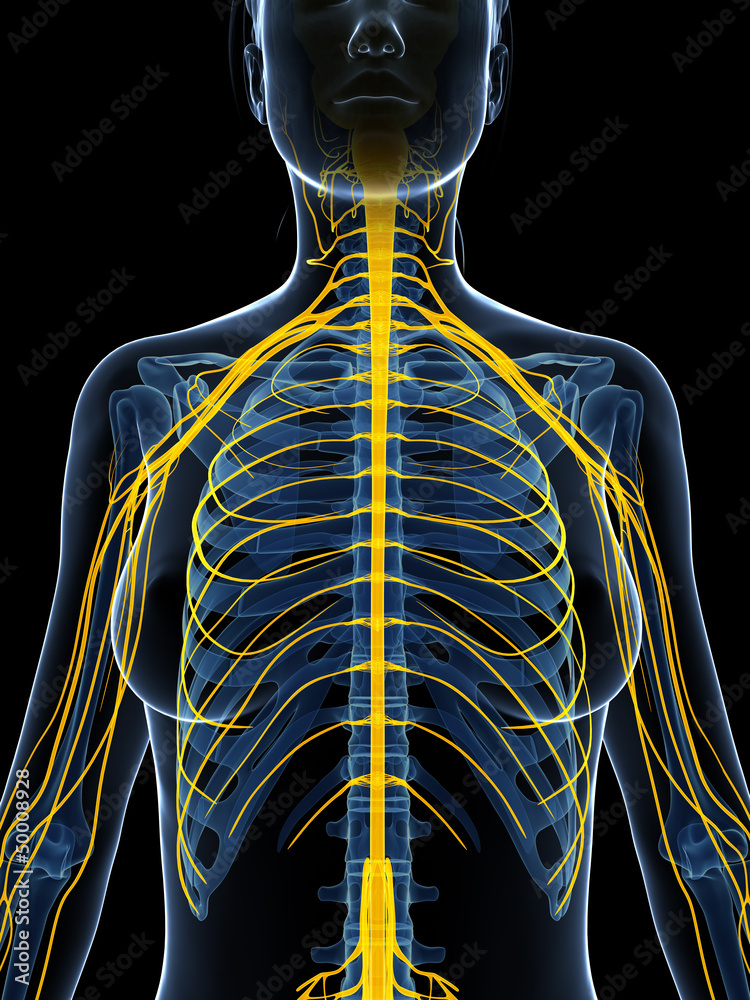 3d rendered illustration of the female nervous system 3d rendered illustration of the female nervous system