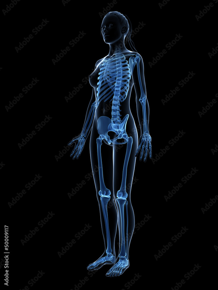 3d rendered illustration of the female skeleton 3d rendered illustration of the female skeleton