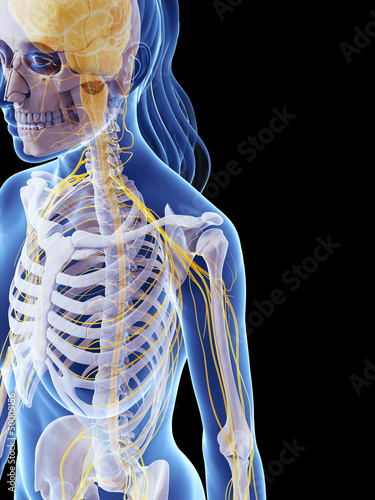 3d rendered illustration of the female nervous system