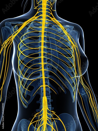 Foto 3d rendered illustration of the female nervous system