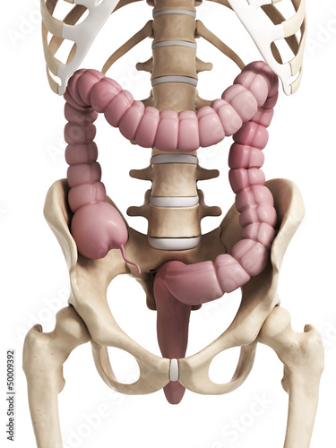 3d rendered illustration of the human large intestine