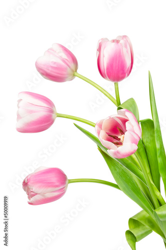 Fototapeta Naklejka Na Ścianę i Meble -  Blooming pink tulips
