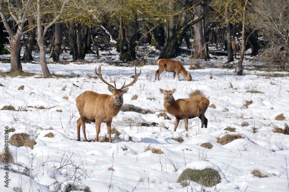 Herd of deer at Salburua park, Vitoria(Spain) Herd of deer at Salburua park, Vitoria(Spain)