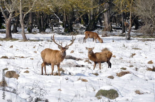 Herd of deer at Salburua park, Vitoria(Spain)