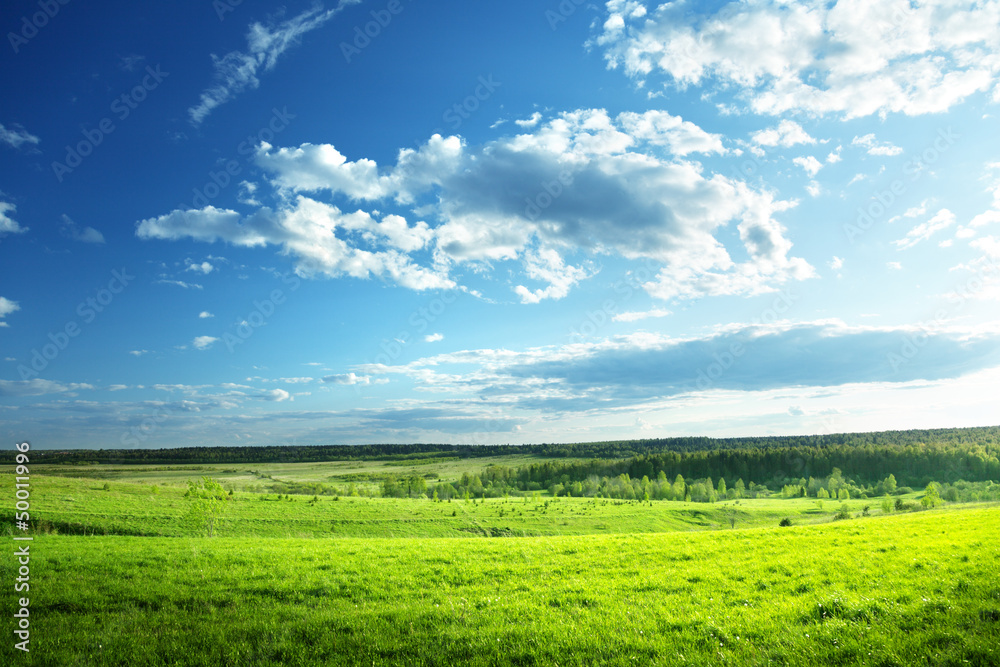 field of spring grass and forest