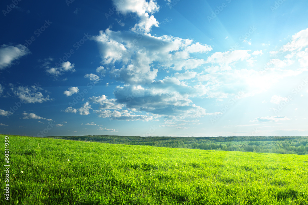 Obraz premium field of spring grass and forest