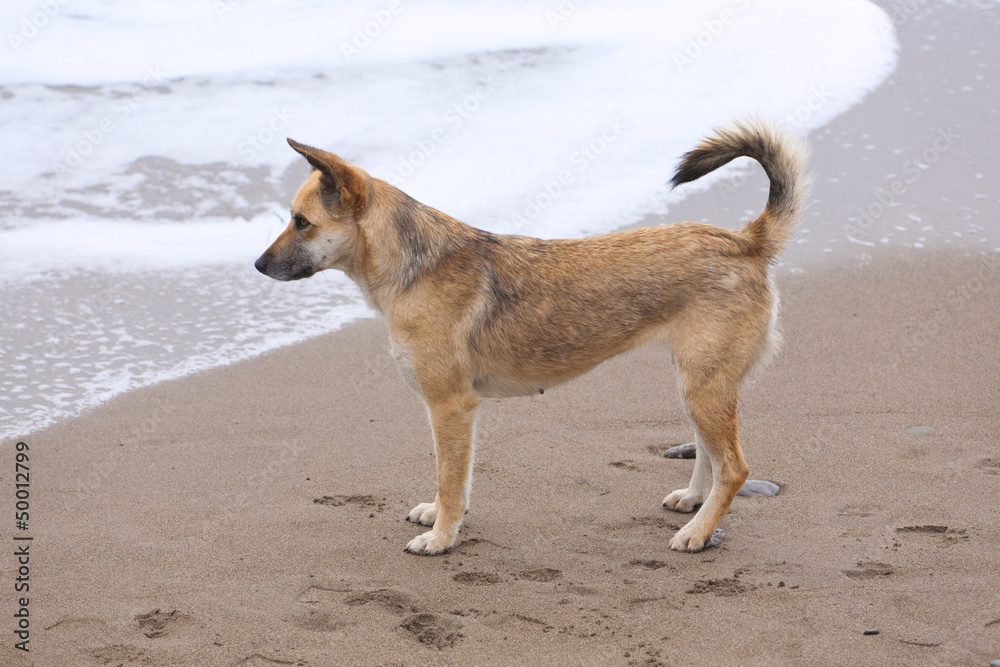 German shepherd Portrait German shepherd Portrait