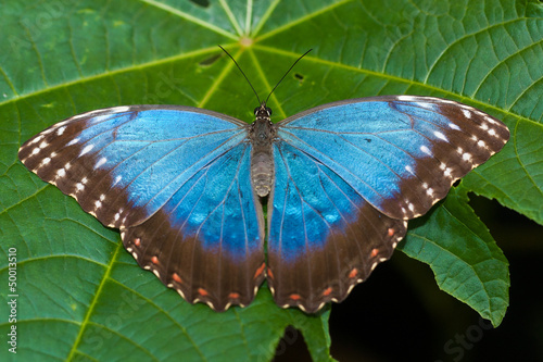 Papillon bleu Morpho