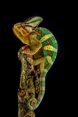 Handdoek met foto Kameleon Jemenkameleon met gestreepte huid  © arturas kerdokas