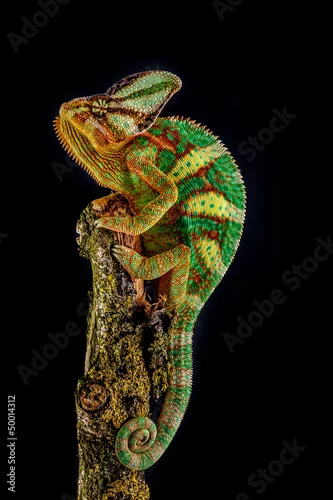 Obraz Yemen chameleon