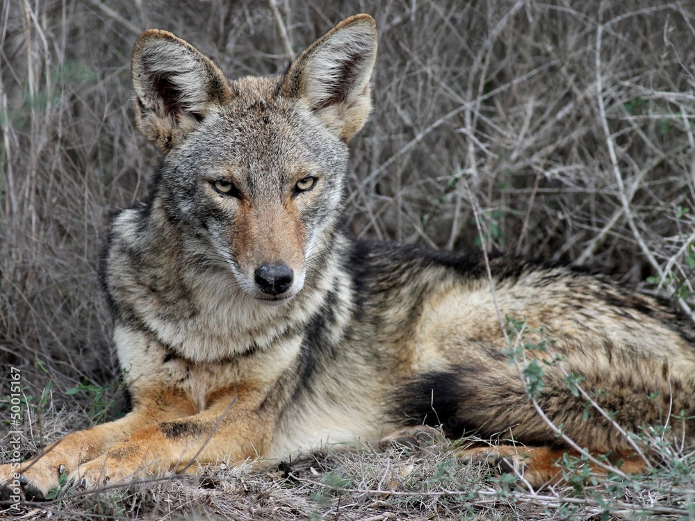 Coyote Relaxing in South Texas