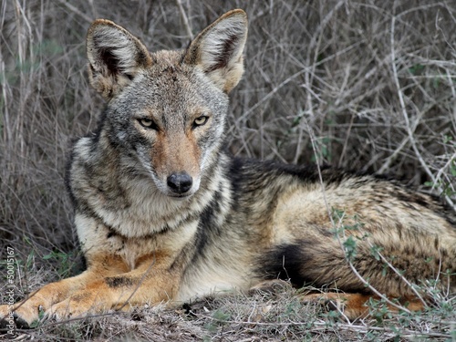 Coyote Relaxing in South Texas