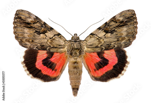 Rosy underwing, Catocala electa, an European Moth photo