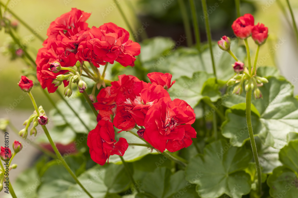 Red Pelargonium flowers in garden, macro photo Red Pelargonium flowers in garden, macro photo