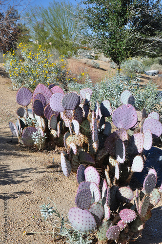 Purple-tinged cactus