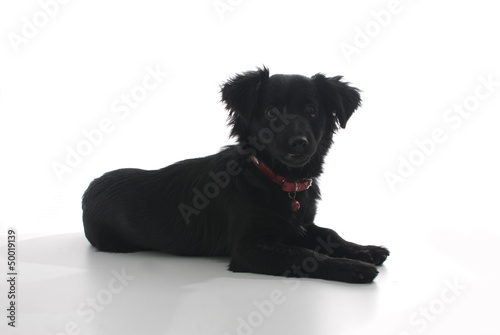 Fototapeta Naklejka Na Ścianę i Meble -  cute dog