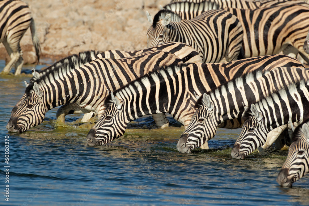 Plains Zebras drinking water, Etosha National Park Plains Zebras drinking water, Etosha National Park