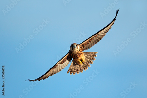 Платно Lanner falcon in flight