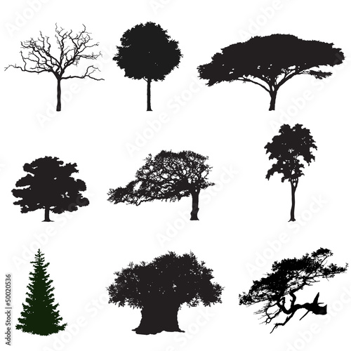 silhouettes of trees