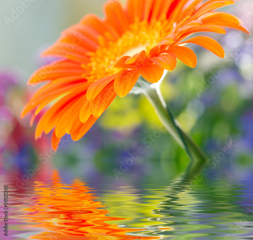 Fototapeta Naklejka Na Ścianę i Meble -  Closeup photo of yellow daisy-gerbera