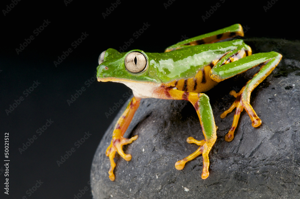 Obraz premium Orange legged leaf frog / Phyllomedusa hypochondrialis