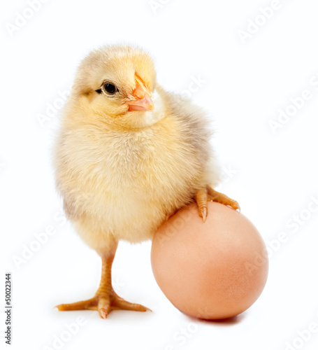 little chicken on the egg. isolated